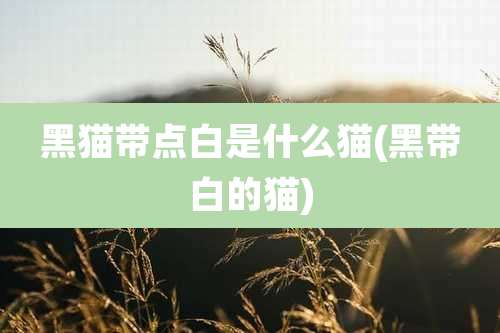 黑猫带点白是什么猫(黑带白的猫)