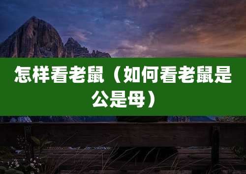 怎样看老鼠（如何看老鼠是公是母）