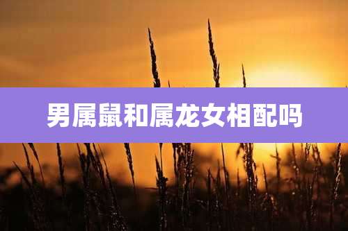 男属鼠和属龙女相配吗