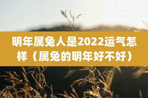 明年属兔人是2022运气怎样（属兔的明年好不好）