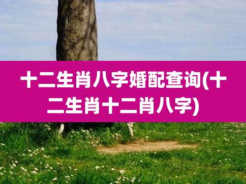 十二生肖八字婚配查询(十二生肖十二肖八字)