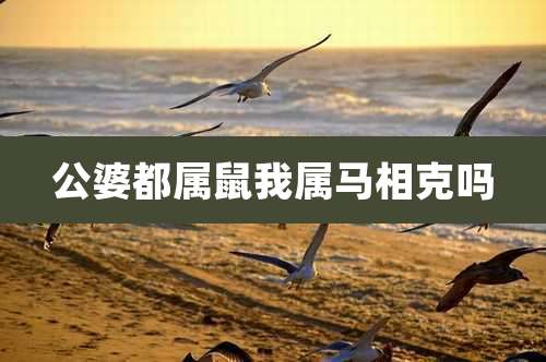 公婆都属鼠我属马相克吗