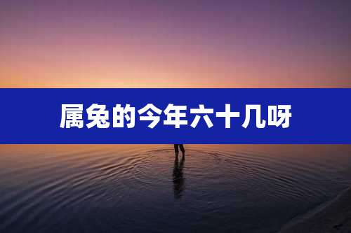 属兔的今年六十几呀