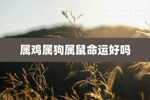 属鸡属狗属鼠命运好吗