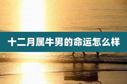 十二月属牛男的命运怎么样