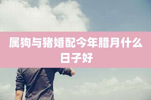 属狗与猪婚配今年腊月什么日子好