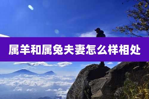 属羊和属兔夫妻怎么样相处