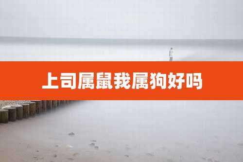 上司属鼠我属狗好吗