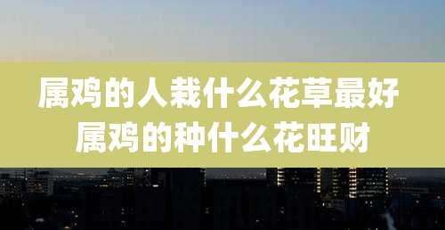 属鸡的人栽什么花草最好 属鸡的种什么花旺财