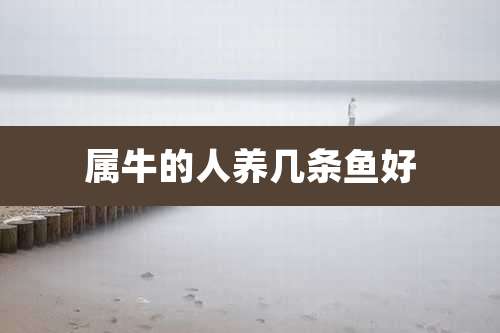 属牛的人养几条鱼好