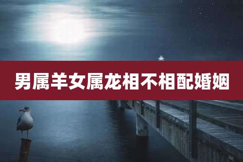 男属羊女属龙相不相配婚姻