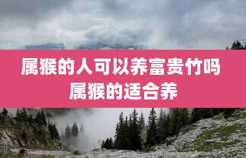 属猴的人可以养富贵竹吗 属猴的适合养