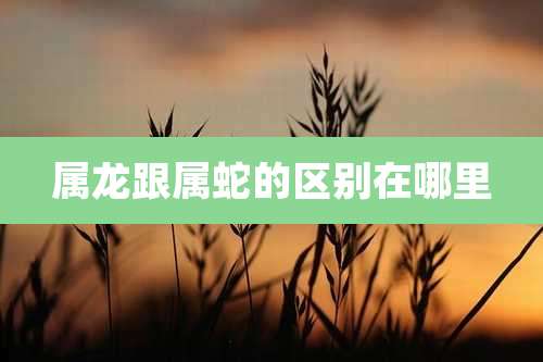 属龙跟属蛇的区别在哪里