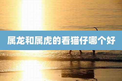 属龙和属虎的看猫仔哪个好