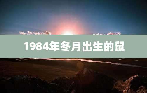 1984年冬月出生的鼠