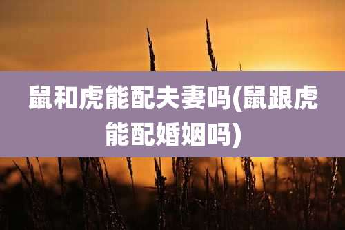 鼠和虎能配夫妻吗(鼠跟虎能配婚姻吗)