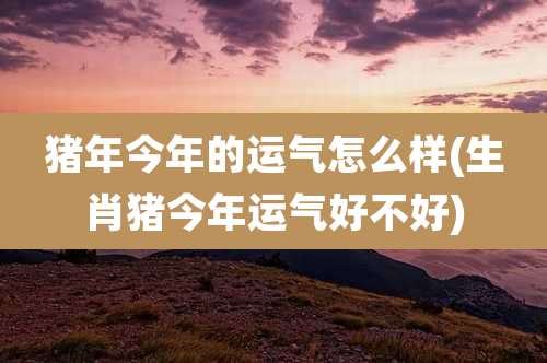 猪年今年的运气怎么样(生肖猪今年运气好不好)