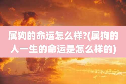 属狗的命运怎么样?(属狗的人一生的命运是怎么样的)