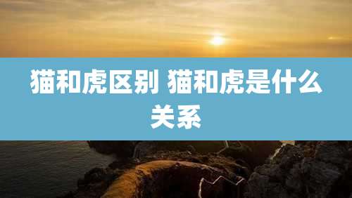 猫和虎区别 猫和虎是什么关系