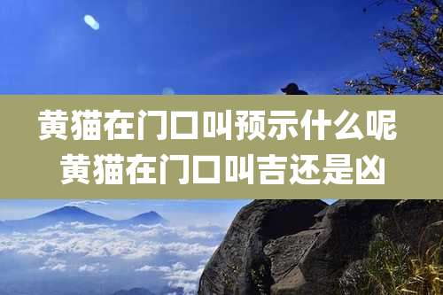 黄猫在门口叫预示什么呢 黄猫在门口叫吉还是凶