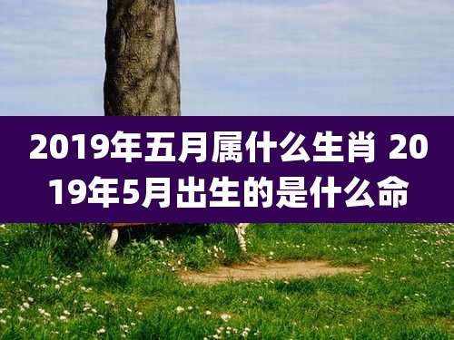 2019年五月属什么生肖 2019年5月出生的是什么命