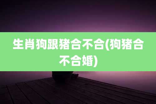 生肖狗跟猪合不合(狗猪合不合婚)