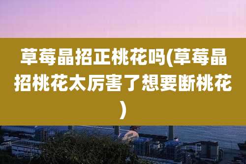 草莓晶招正桃花吗(草莓晶招桃花太厉害了想要断桃花)