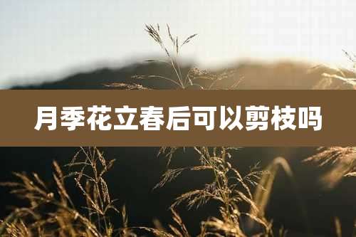 月季花立春后可以剪枝吗