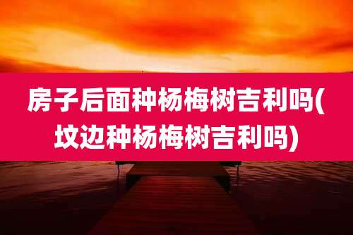 房子后面种杨梅树吉利吗(坟边种杨梅树吉利吗)