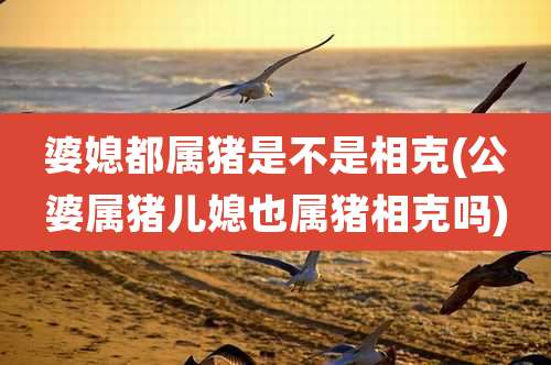 婆媳都属猪是不是相克(公婆属猪儿媳也属猪相克吗)