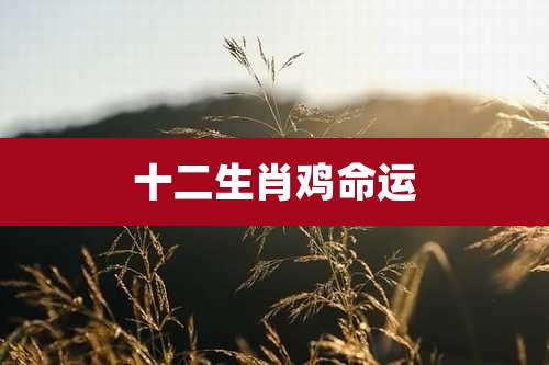 十二生肖鸡命运