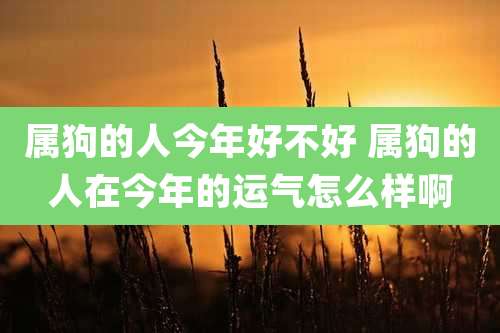 属狗的人今年好不好 属狗的人在今年的运气怎么样啊