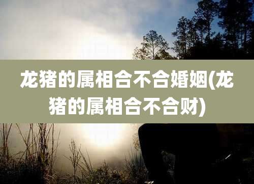 龙猪的属相合不合婚姻(龙猪的属相合不合财)