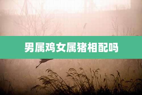 男属鸡女属猪相配吗