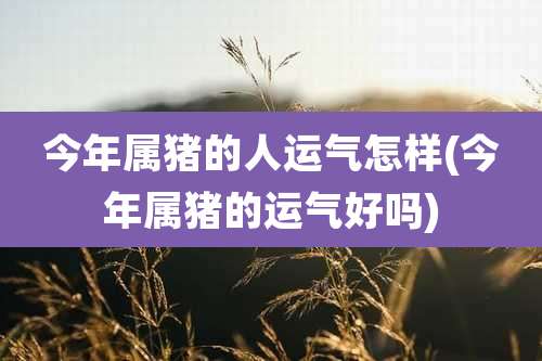 今年属猪的人运气怎样(今年属猪的运气好吗)