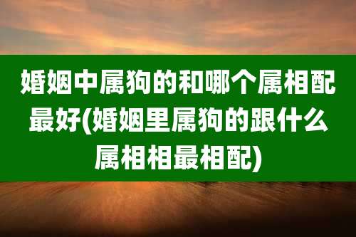 婚姻中属狗的和哪个属相配最好(婚姻里属狗的跟什么属相相最相配)