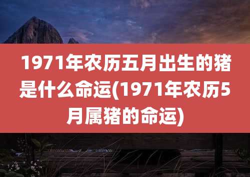 1971年农历五月出生的猪是什么命运(1971年农历5月属猪的命运)