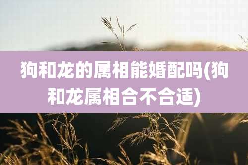 狗和龙的属相能婚配吗(狗和龙属相合不合适)