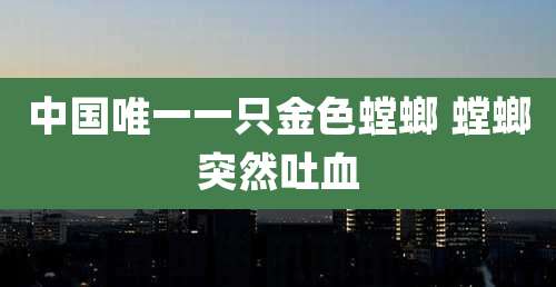 中国唯一一只金色螳螂 螳螂突然吐血