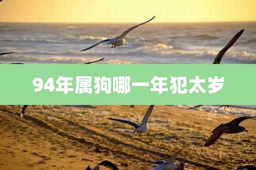 94年属狗哪一年犯太岁