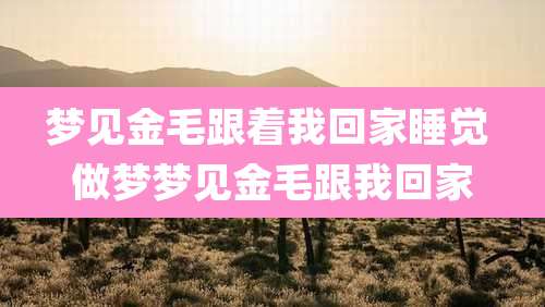 梦见金毛跟着我回家睡觉 做梦梦见金毛跟我回家