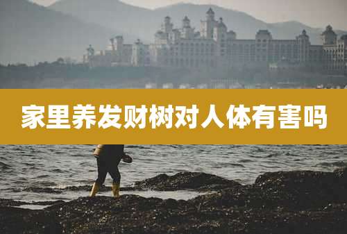 家里养发财树对人体有害吗