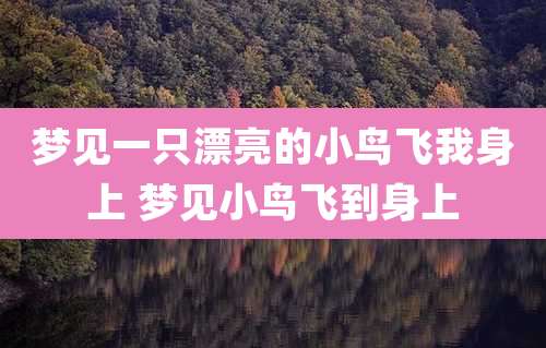 梦见一只漂亮的小鸟飞我身上 梦见小鸟飞到身上