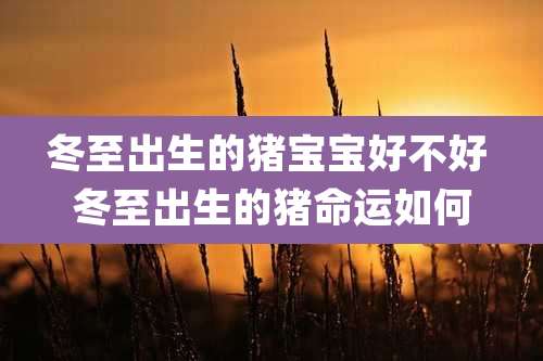 冬至出生的猪宝宝好不好 冬至出生的猪命运如何