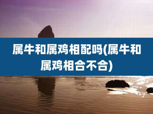 属牛和属鸡相配吗(属牛和属鸡相合不合)