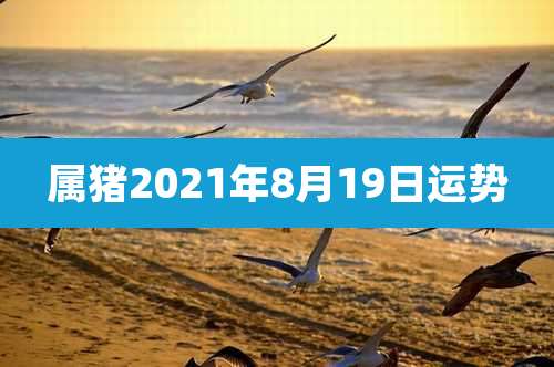 属猪2021年8月19日运势