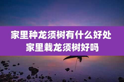 家里种龙须树有什么好处 家里栽龙须树好吗