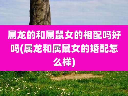 属龙的和属鼠女的相配吗好吗(属龙和属鼠女的婚配怎么样)