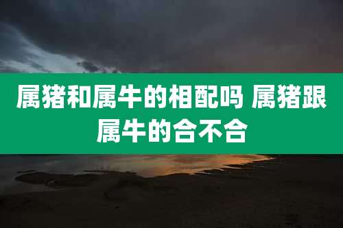 属猪和属牛的相配吗 属猪跟属牛的合不合