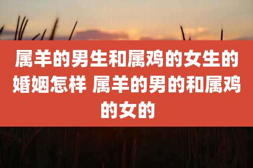 属羊的男生和属鸡的女生的婚姻怎样 属羊的男的和属鸡的女的